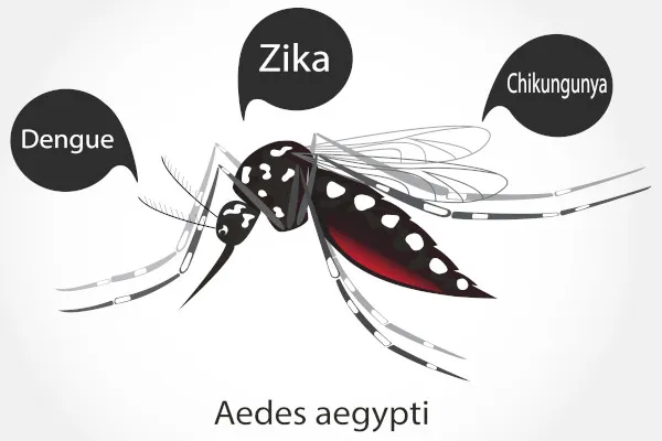 Mosquito da Dengue